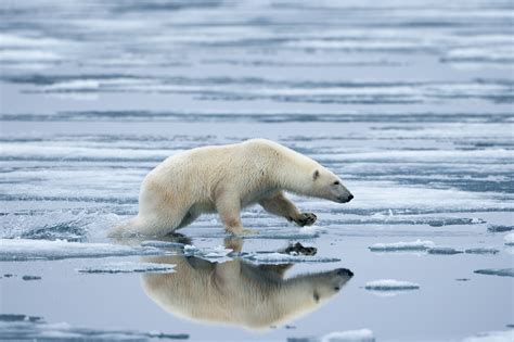 Polar Bear On Melting Ice Svalbard Norway By Paul Souders Worldfoto