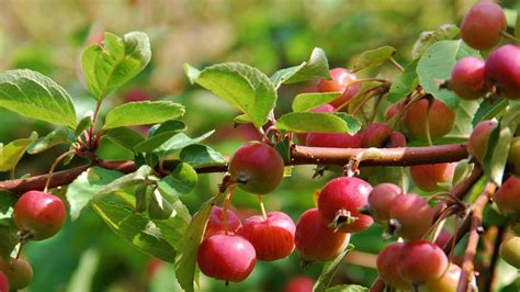Discovernet 15 Types Of Crabapple Trees You Can Grow In Your Yard