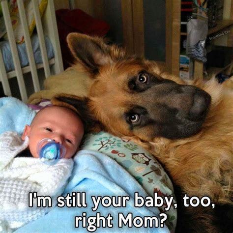 30 Baby And Puppy Memes That Will Keep You Laughing Page 26 Of 31