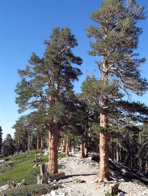 7 Types Of Pine Trees In British Columbia Progardentips