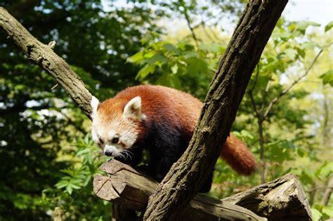 Free Images Nature Cute Wildlife Zoo Mammal Fauna Red Panda