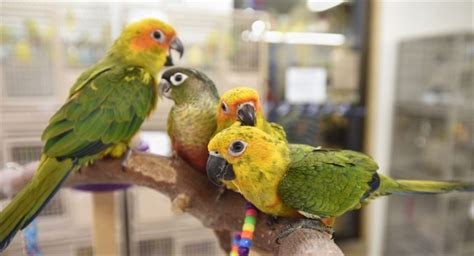 Belanja disini liat aja dulu. Bird lovers flock together at pet store | TheRecord.com