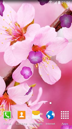 Cherry Blossom Live Wallpaper For Android Cherry Blossom Free Download