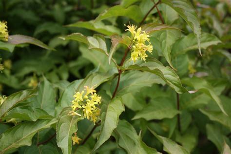 Store — Diervilla Lonicera Bush Honeysuckle — Ontario Native Plant