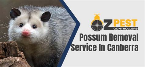 Canberra Possum Removal Oz Possum Pest Controllers