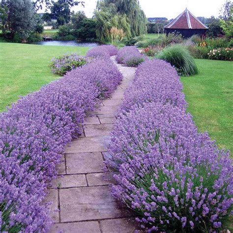 Hidcote Lavender Perennials Great Garden Plants