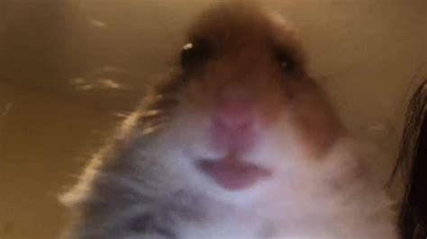 Staring Hamster Wiki Memes Pedia Fandom
