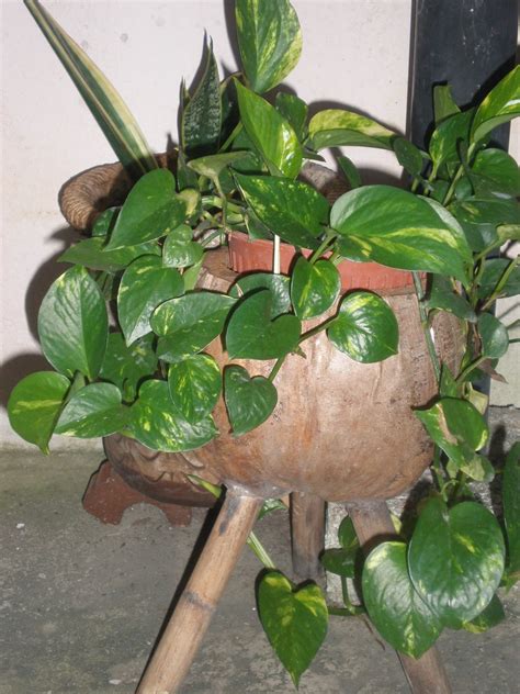 Maybe you would like to learn more about one of these? RUMAH KECIL TIANGNYA SERIBU.....: Mini Garden aku!!!