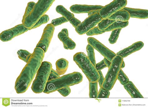 Bacteria Bifidobacterium Gram Positive Anaerobic Rod