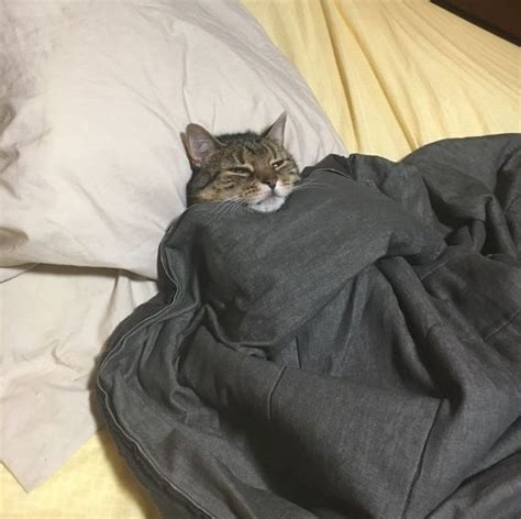 18 warm and cozy pictures of cats tucked in will make you never want to leave your bed