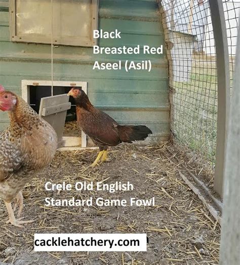 Black Breasted Red Aseel Asil Chickens Cackle Hatchery