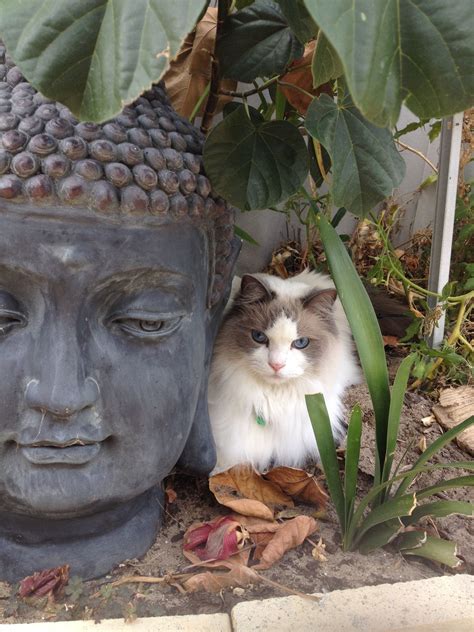 One Should Always Take Time To Reflect Cat Buddha Cats And Kittens