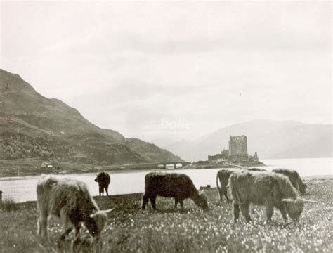 Am Baile Highland History And Culture On Twitter Cattle Grazing On
