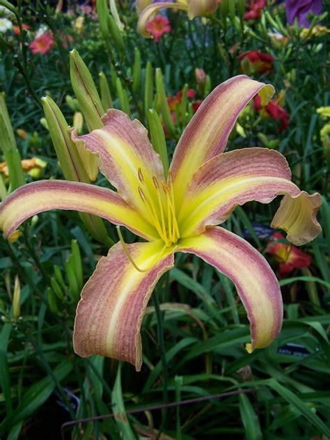 Daylily Haiku Thursday Describing The Differences A Girl And Her