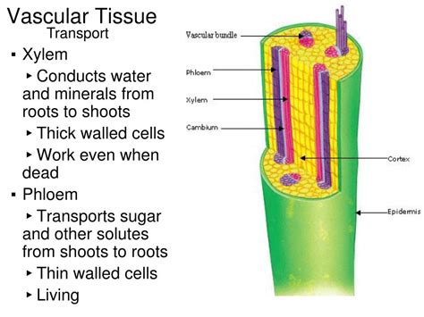 Draw Vascular Tissues In Plants Science Tissues