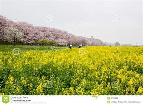 Fields Of Yellow Flowering Nanohana With Pink Cherry Blossoms Behind
