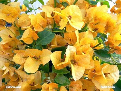 Set ini terdiri dari 30 lembar kertas biasa dan 40 lembar. Gambar Bunga Bougenville | Harian Nusantara