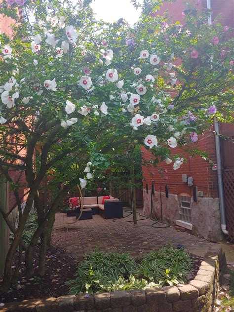 Just Moved Into A House And Inherited Some Rose Of Sharon Bushes