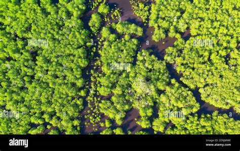 Tropical Mangrove Green Tree Forest View From Above Trees River