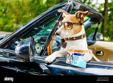 Dog Drivers License Driving A Car Stock Photo Alamy