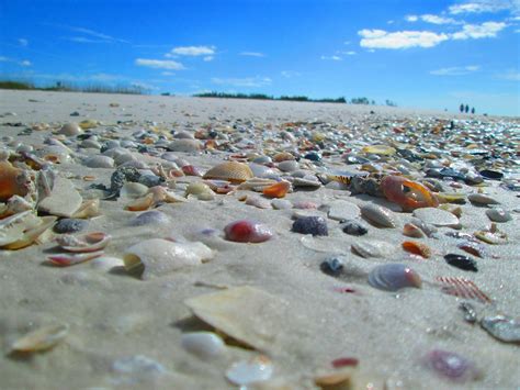 Shell Key Preserve At St Petersburg Fl Where To Go