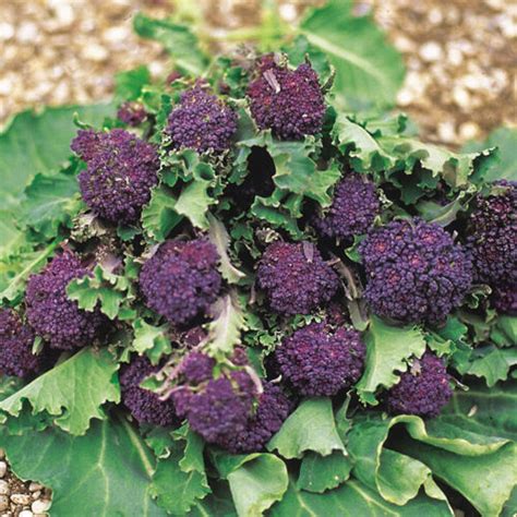 Heirloom Purple Broccoli Plant Seeds 4 Sale Here Online Oz 4 Pp