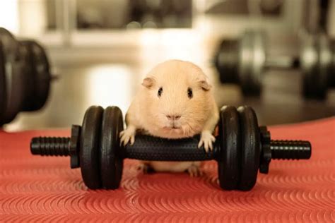 How Do Guinea Pigs Exercise What You Need To Know Thepetfaq