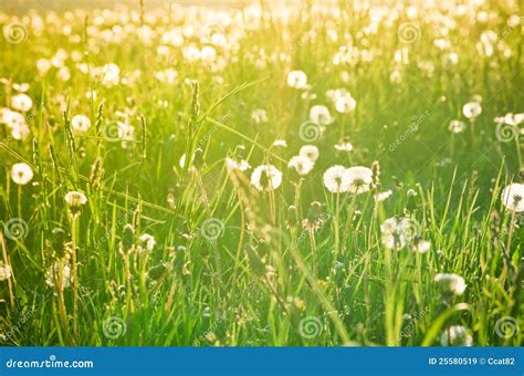 Meadow With Dandelions Stock Image Image Of Bright Beautiful 25580519
