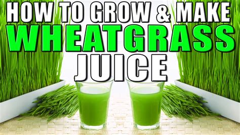 How To Grow And Make Wheatgrass Juice At Home Ii गेहूँ की