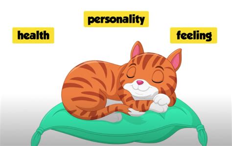 What Your Cat S Sleeping Position Reveals About Their Health And