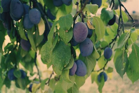Fruta Roxa Com Caroço