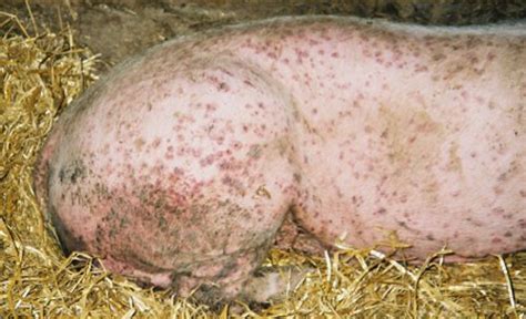 Porcine Circovirus Associated Diseases Pcvad The Changing Picture