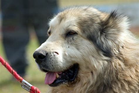 Mountain caucasian shepherd puppies now available for a new home. Where to find a Caucasian Mountain puppy for sale?