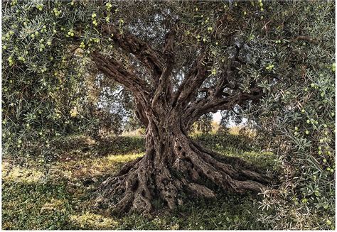 Olive Tree Wallpapers Top Free Olive Tree Backgrounds Wallpaperaccess