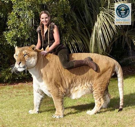 Liger Hercules The Biggest Cat In The World Reckon Talk