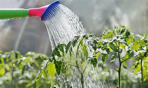 Tips For Watering Your Garden Survival Homestead