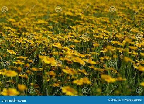 Summer Landscape With The Blossoming Meadow With Flowers Stock Image
