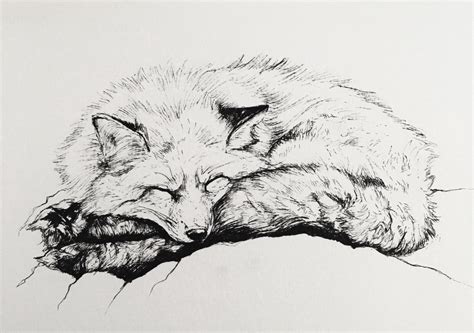 Sleeping Fox Sketch At Explore Collection Of