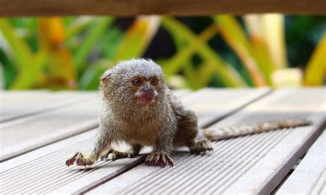 6 Facts About Having Finger Monkeys As Pets Pygmy Marmoset Care Guide