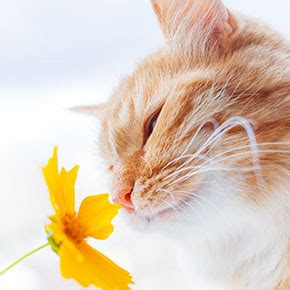 If your cat has allergies, our experts have tips to help them survive allergy season without a scratch, sneeze or sniffle. Our advice for easing seasonal allergies in cats ...
