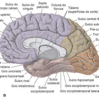 Vista súpero lateral do encéfalo de Homo evidenciando as meninges