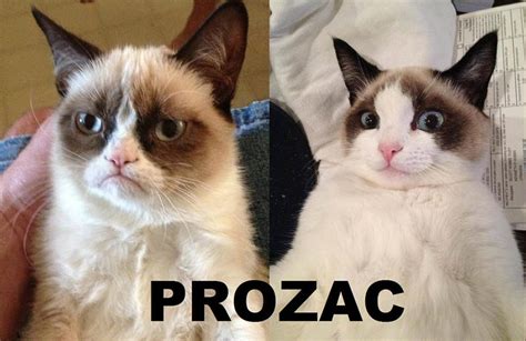 Grumpy Cat Meme Some Pets