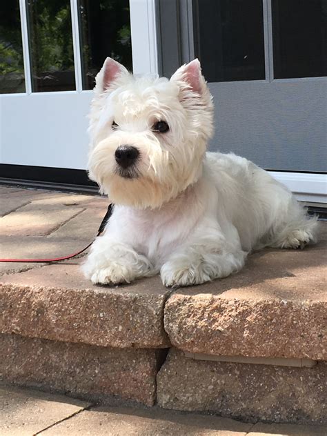 Westies Are Always Poised For The Next Adventure Westie Dogs Westie