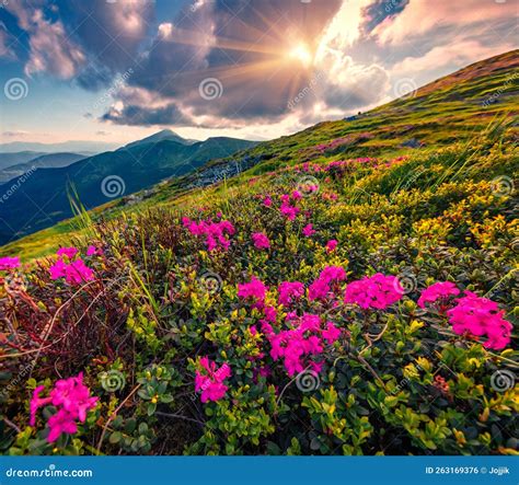 Spectacular Rhododendron Flowers And Bucura Mountain Lakesretezat