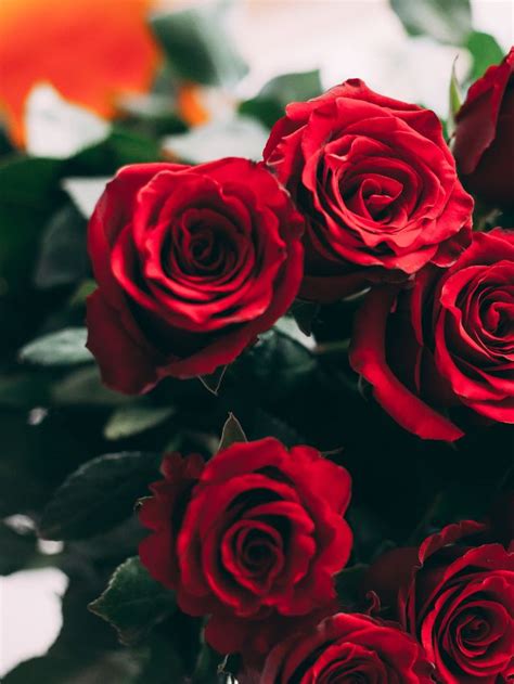 The Symbolism And Meaning Of Red Roses Sarah Scoop