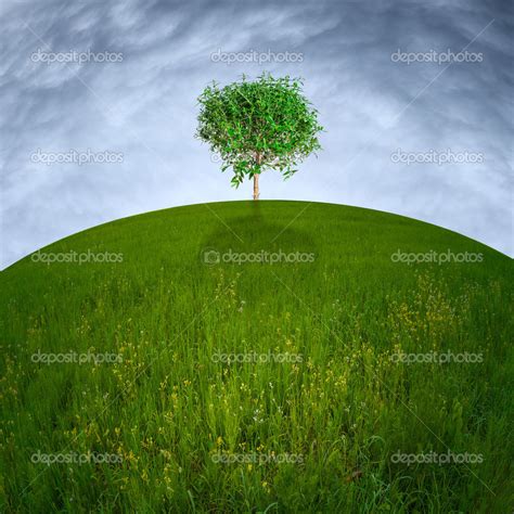 Single Tree On Hill — Stock Photo © Beerlogoff2 29287557