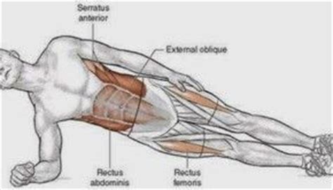 Free online quiz anterior side of torso muscles. muscles side plank - חיפוש ב-Google | MUSCLES | Pinterest ...