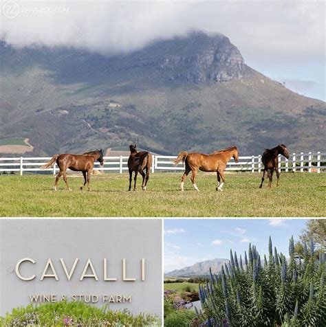 We did not find results for: Wedding at Cavalli Wine and Stud Farm Stellenbosch, Cape ...