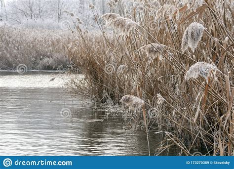 Winter Lake With Frosty Reed On The Hungarian Countryside Stock Image