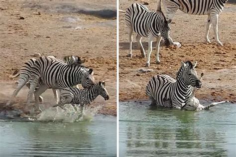 Animal News 2017 Killer Zebra Attacks Baby At Kruger
